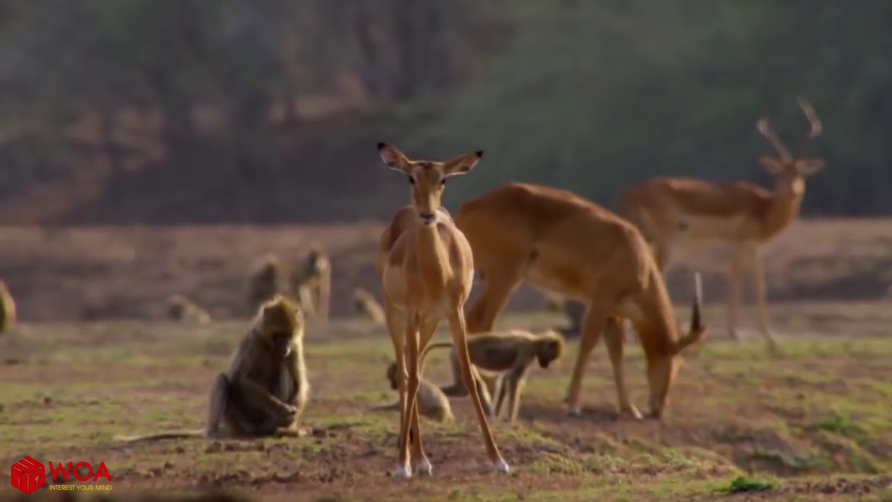Impala Miraculously Escapes Jaws Of Leopard  Leopard Hunting Fail