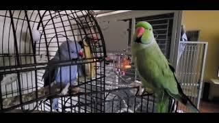Indian Ringneck Parrots playing