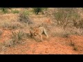 Leopard Hunts a Warthog from it&#39;s Cave and eats alive…!