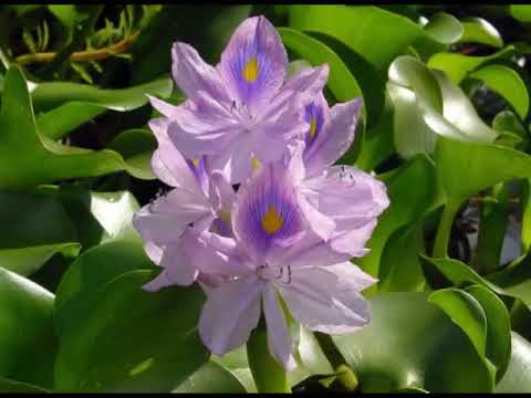 Зеленый сад фильм № 270