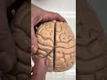 BIOL 157 Brain Model Exterior View