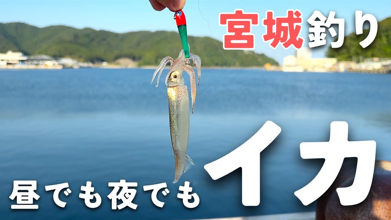 【宮城釣り】陸っぱりから美味しいイカが大漁！明るい時間でも釣れました