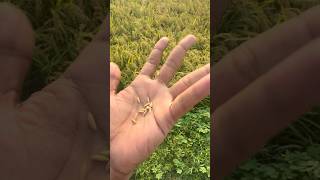 Guys Yeh Hamare Gao Ka Zamin Hai Is Se￼ chawal  Hota Hai Pura Hara Vara 💯💯❤️