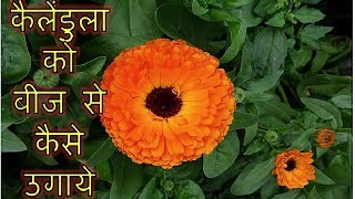 कैलेंडुला (Calendula) को बीज से कैसे उगाये 100% success– Part 1! Grow Calendula from seeds कैलेंडुला (Calendula) को बीज से कैसे उगाये 100% success– Part 1! Grow Calendula from seeds