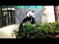 Panda enthusiastically chews bamboo