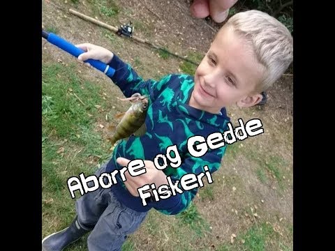 Video: Hvad Man Skal Lave Mad Fra Gedde Aborre