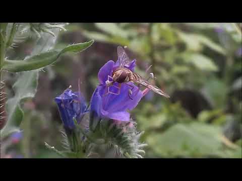Βίντεο: Viper's Bugloss Flower - Πού και πώς να καλλιεργήσετε το φυτό Viper's Bugloss