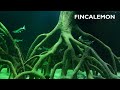 Finca el Limon - Tete sea catfish