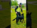 Teach Your Dog to Weave Through Your Legs!