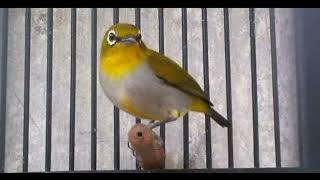 masteran pleci nembak lovebird//jernih