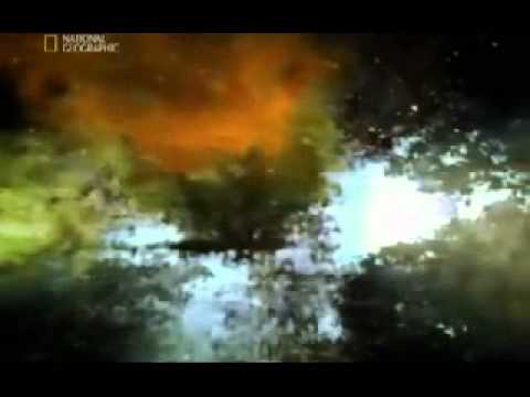 الألباني لا يجوز إستعمال السبحة