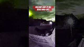 BEST FOOTAGE.. WTF BIG BLACK CAT UK #bigcats