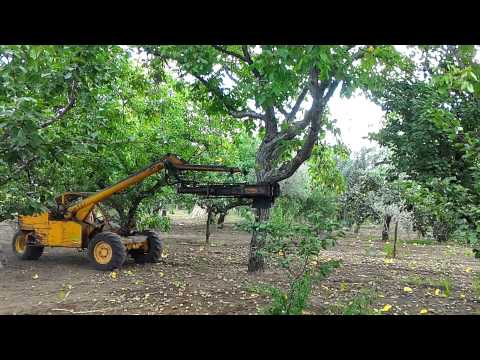 Scuotitore olive abbacchiatore a scoppio