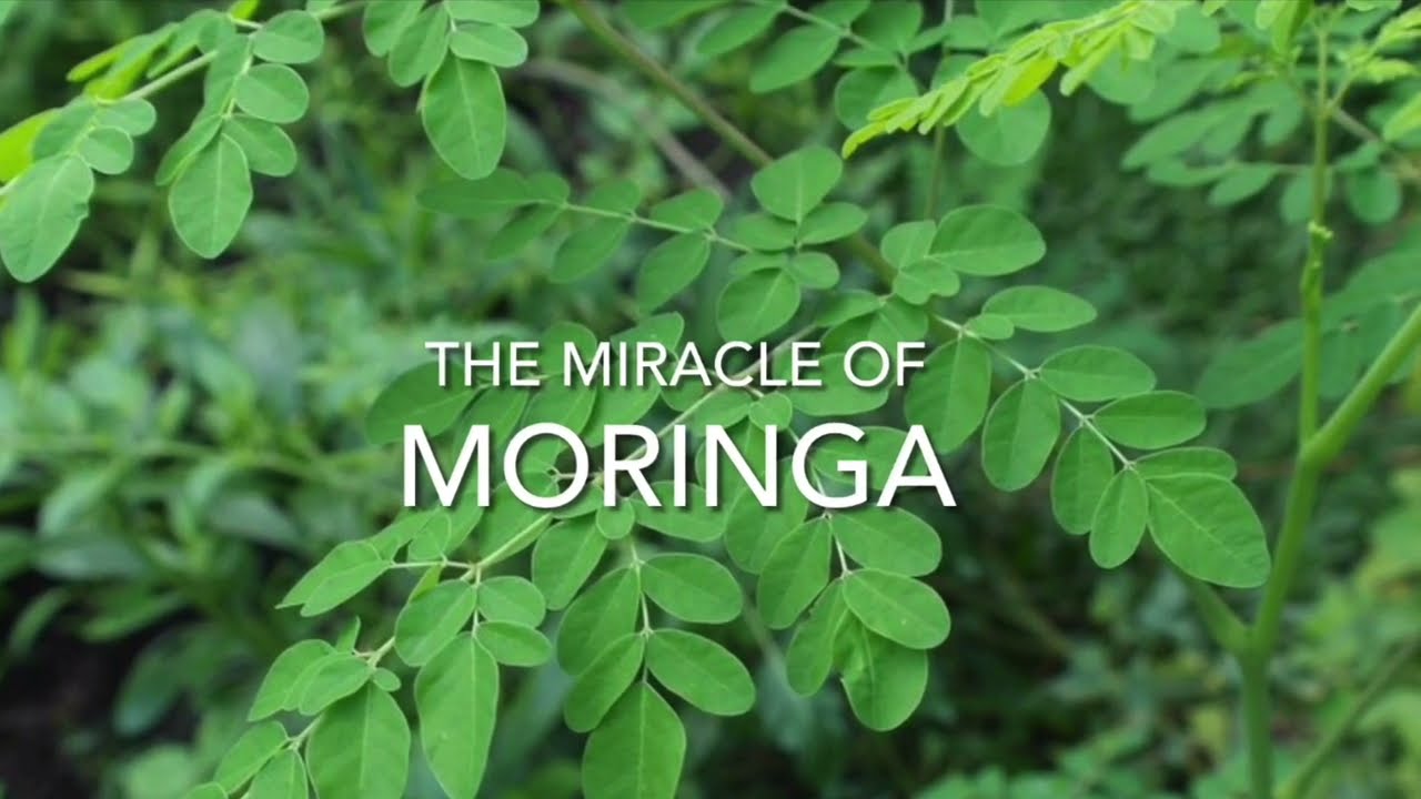 Moringa Magic