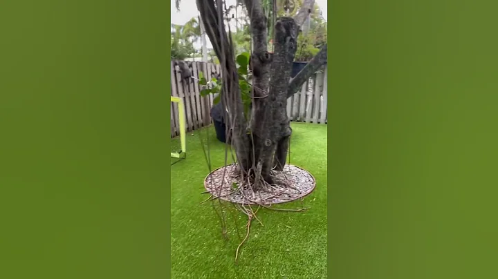 Would you ever want artificial turf for your yard?!? #turf #shorts #backyard #design #florida