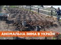 Юг Украины без зимы. В Николаеве цветет сирень, а в Очакове копают картошку