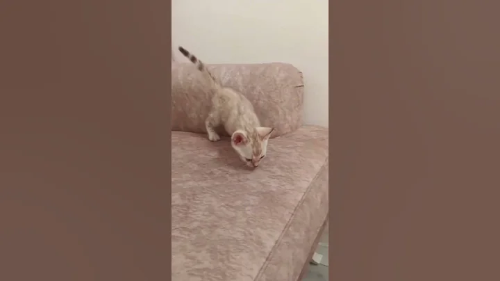 Watch the video about Anak Bengal Snow Mink