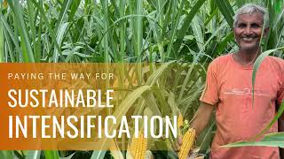Farm to Fuel: ICAR-IIMR's Sugarcane + Maize Intercropping Model for Sustainable Ethanol Supply