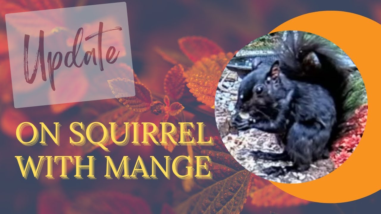 UPDATE! Check out the squirrel with mange YouTube