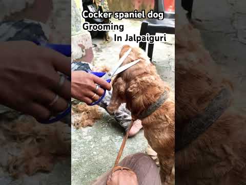 Cocker spaniel dog || grooming || #shortsfeed #song #shortsviral #pets #cute #dogbreed #hostellife