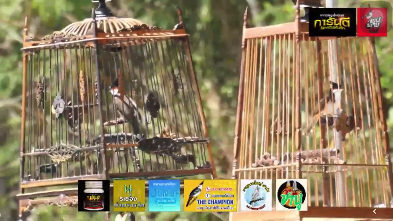 (ไฮไลท์)แข่งนกกรงหัวจุก.สายธรรมชาติ.HBD.คุณบังรอน.ยะลา7 กุมภาพันธ์ 2569