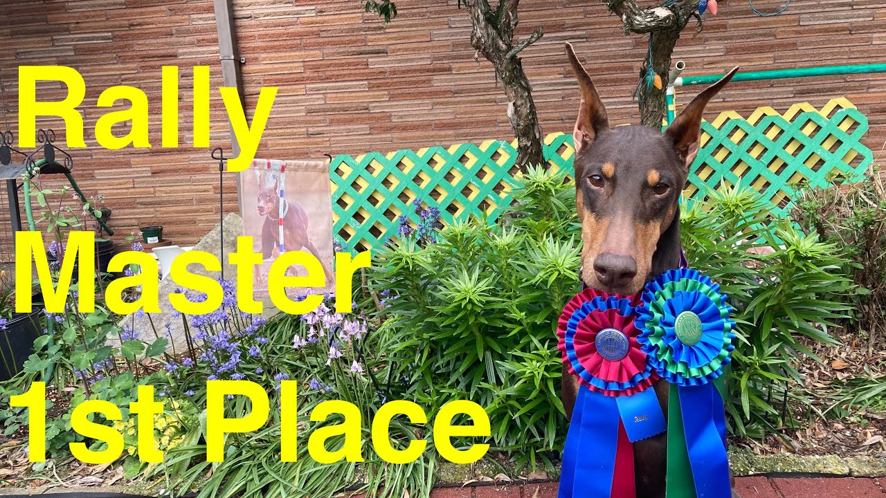 Doberman DashDash AKC Rally Master 1st Place