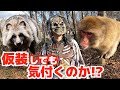 【検証】もりちゃんが仮装してみたら動物たちは気付くのか？！やってみたら面白すぎたwww Do animals notice if humans disguise themselves?