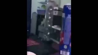 Cat Flies Away With Sushi