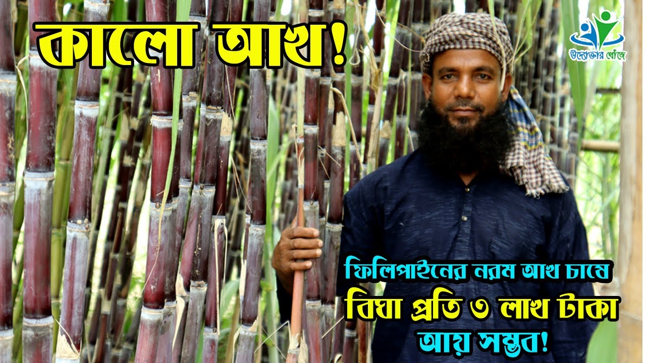 ফিলিপাইনের নরম আখ চাষে বিঘা প্রতি ৩ লাখ টাকা আয় | উদ্যোক্তার খোঁজে