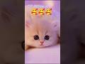Cats Doing funny video 🤣 #cat #cute #memes #funnycats #fypシ゚viral #shorts