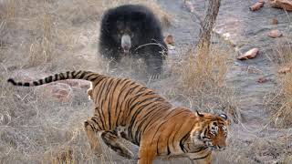 The Tigers Hunt & the Huge Sloth Bear