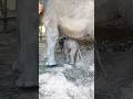 baby elephant #youtube #domesticelephant #domestic #babyelephant #playing #elephant #1million #1k #1