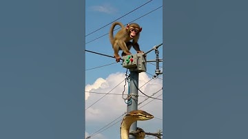 Monkey uses "wisdom" to fight giant python to the extreme #shtos #animals 🐒🔥🐍
