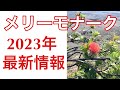 【速報!メリーモナーク最新情報2】出場ハーラウ、ミスアロハフラ、ジャッジ、テレビ放映日をまとめました Merrie Monarch Festival 2023