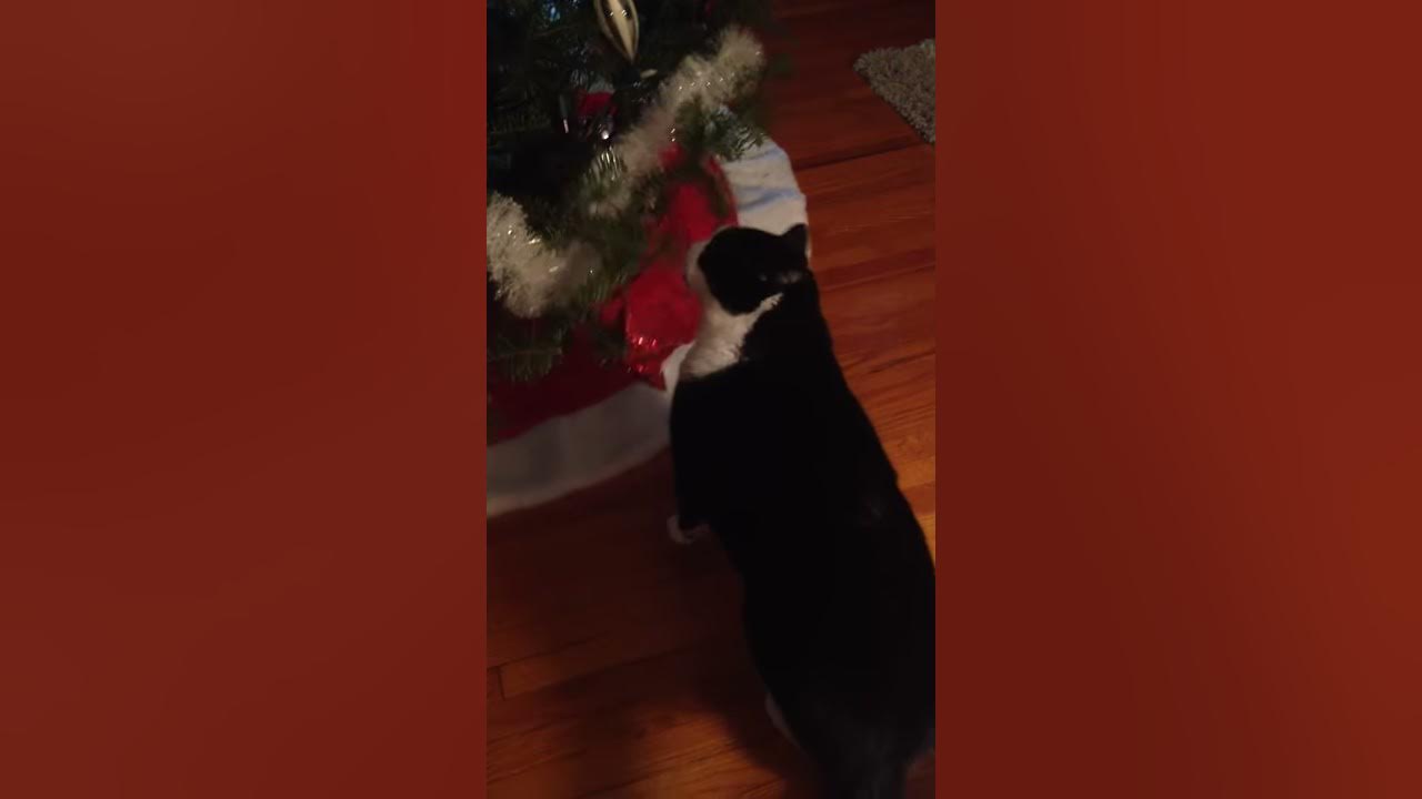 Cat eating Christmas tree YouTube