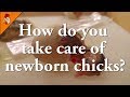 How do You Take Care of Newborn Chicks - Chick Care After Hatching