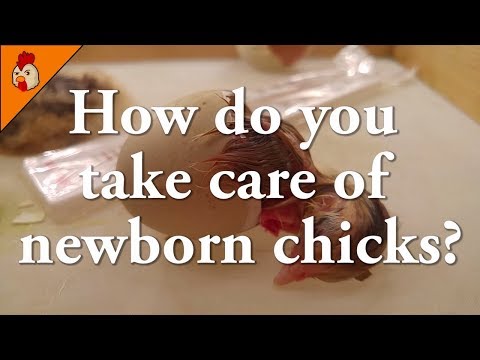 How Do You Take Care Of Newborn Chicks Chick Care After Hatching 