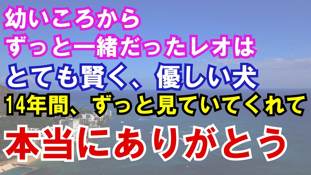 【感動】幼い頃からずっと一緒だったレオはとても賢く、優しい犬。14年間、ずっと見ていてくれて本当にありがとう