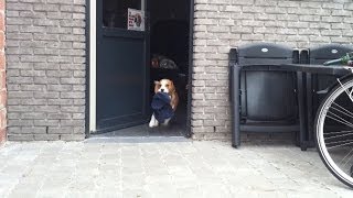 My Beagle Puppy Stole My Underpants Puppy Louie