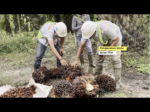 Pekerjaan QA di