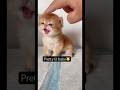 #cute #pets #pug #dog #kitten #lifeisbutadream #cat #catsfood #nothingimposibleinthisworld #kitty