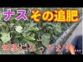 【ナス】その追肥のやり方は、実は無駄になります。