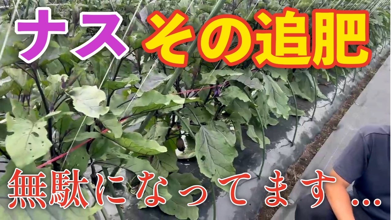 【ナス】その追肥のやり方は、実は無駄になります。