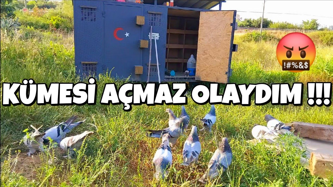DAMIZLIK KÜMESİNİ Bİ AÇTIM OLAN OLMUŞ ‼️ MORAL SIFIR ‼️ #oyunkuşu #taklacıgüvercin #mardinoyunkuşu