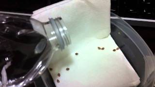 TGA's Qush germination
