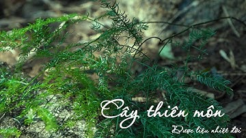 Dược liệu nhiệt đới | Cây thiên môn | Thiên môn đông và công dụng quý trong trị bệnh, bồi bổ