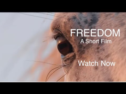 FREEDOM (A Short Film) - YouTube