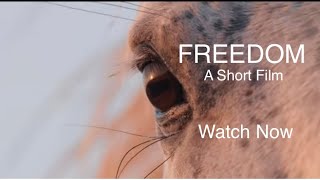 FREEDOM (A Short Film)