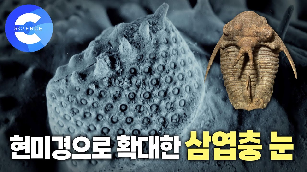 두 번의 대멸종을 겪으며 3억 년 동안 살아남았던 '삼엽충' | 화석 | 진화 | 캄브리아기 - YouTube
