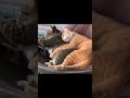 kucing romantis